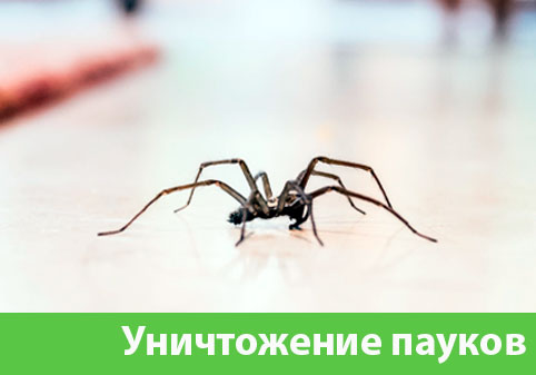 Избавиться от пауков в городе Воронеж