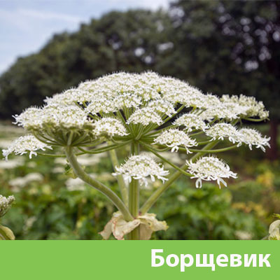 Борщевик в Воронеже