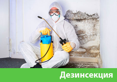 Дезинсекция в городе Воронеж