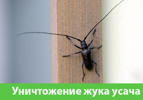 Обработка от жука усача в городе Воронеж