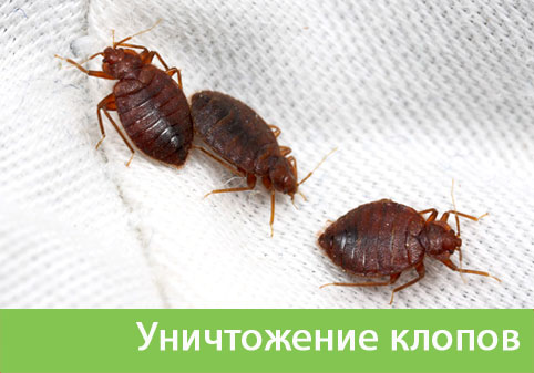 Уничтожение клопов в городе Воронеж