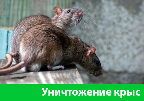 Уничтожение крыс в городе Воронеж