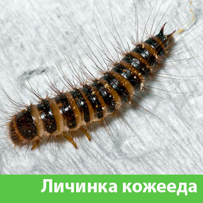 Личинка Кожееда в Воронеже