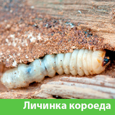 Уничтожение личинок короеда в Воронеже