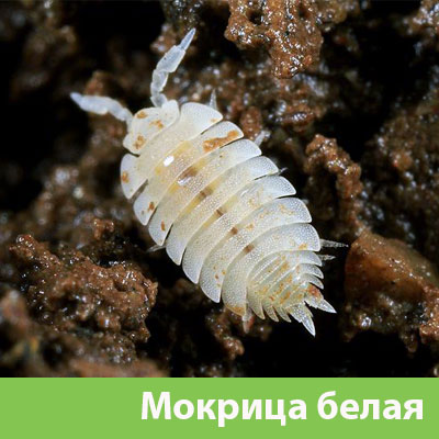 Мокрица в Воронеже фото