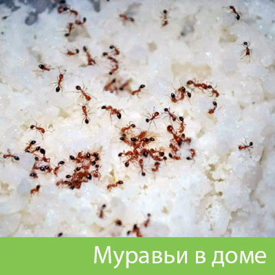 Муравьи в доме в Воронеже