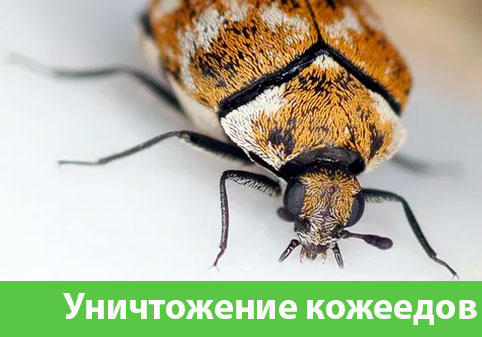 Обработка от кожееда в городе Воронеж 