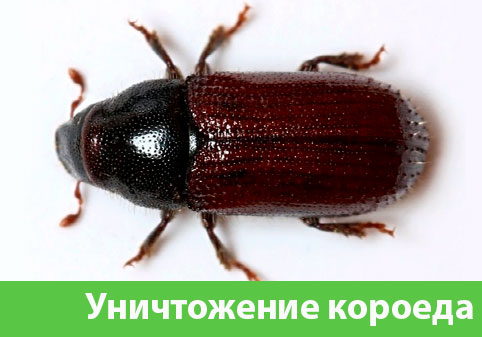 Обработка от короеда в городе Воронеж