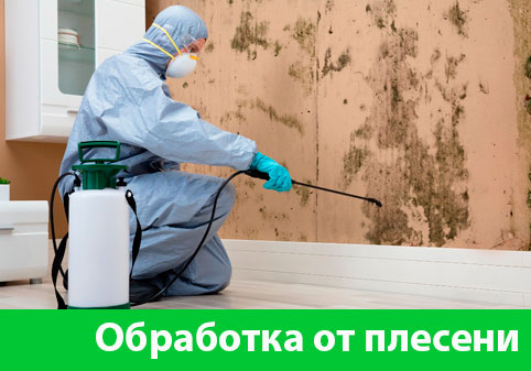 Обработка от плесени в городе Воронеж
