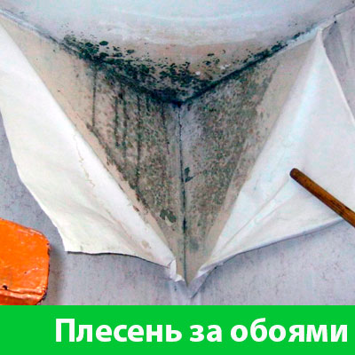 Удаление плесени в Воронеже