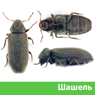Обработка от шашеля в городе Воронеж