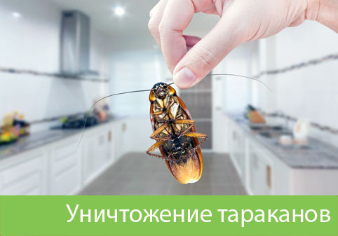 Уничтожение тараканов в городе Воронеж
