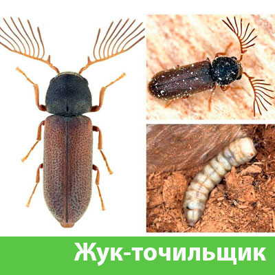 Уничтожение точильщика и личинок в Воронеже