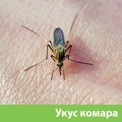 Укусы комаров в Воронеже