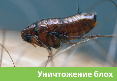 Уничтожение блох в городе Воронеж