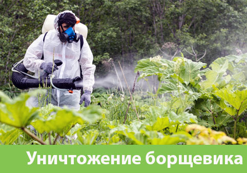 Уничтожение Борщевика в городе Воронеж