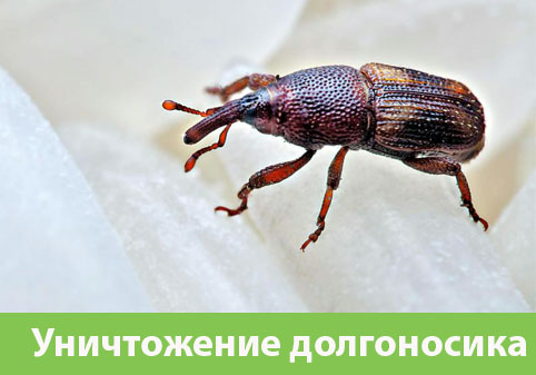 Уничтожение долгоносиков в городе Воронеж