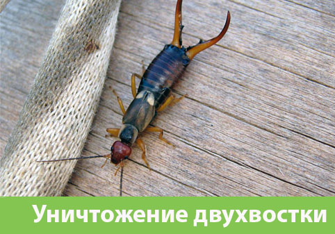 Уничтожение двухвостки в городе Воронеж