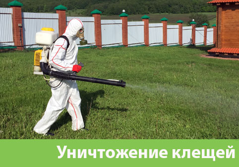 Уничтожение клещей в городе Воронеж