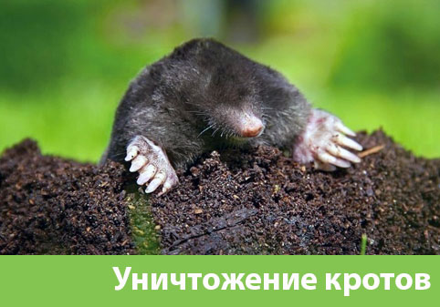 Уничтожение кротов в городе Воронеж