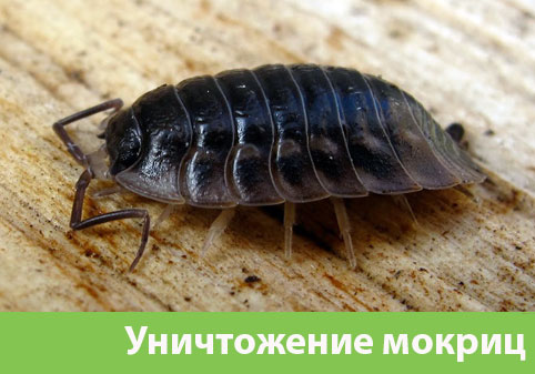 Мокрицы в квартире в городе Воронеж