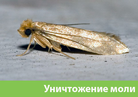 Уничтожение моли в городе Воронеж 
