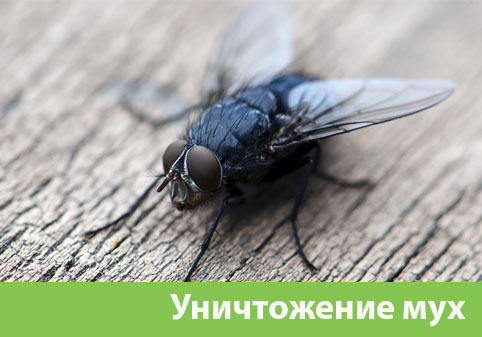 Уничтожение мух в городе Воронеж
