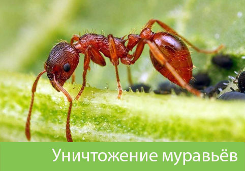 Уничтожение муравьёв в городе Воронеж