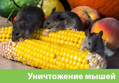 Уничтожение мышей в Воронеже