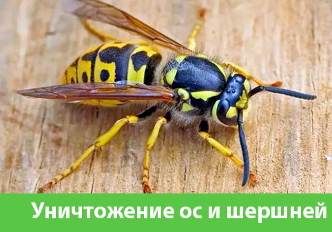 Уничтожение ос и шершней в городе Воронеж